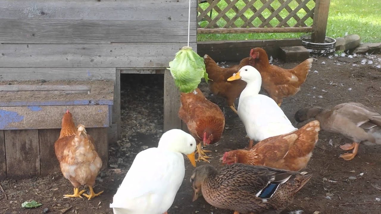 Hanging cabbage for the birds YouTube