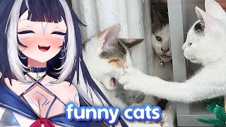 Shylily Reacts to Funny Cats That Can Cure Your Mood Instantly