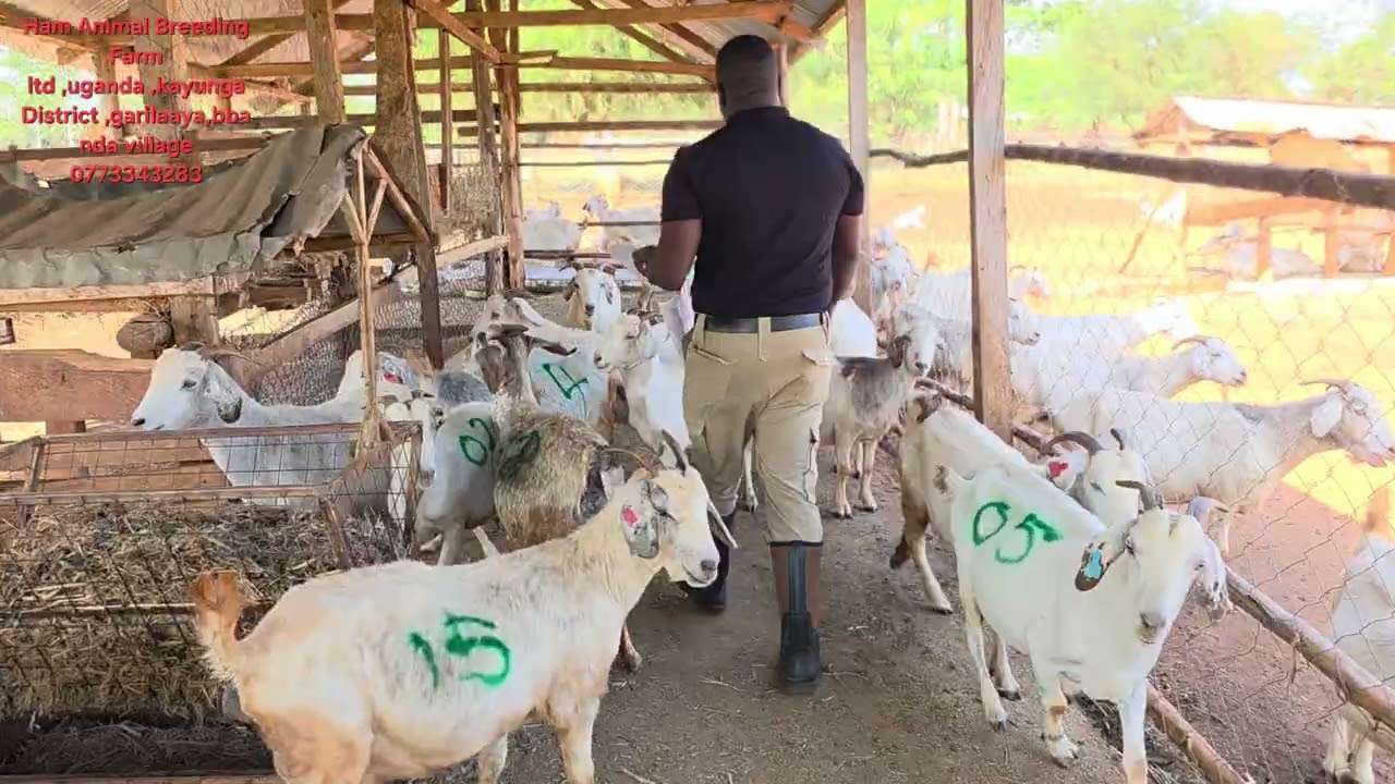 Секрет 89% продуктивности коз по рождению двойняшек. Смотрите рекорды (как заставить коз производ...