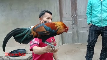 Ncig saib qaib dib nyob toj siab zoo nkauj heev 2022