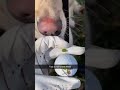 The good boy really said “I got you!” 😊🐾⛳️