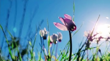 ترتيل سورة آل عمران - القارئ أبو رضوان خوالد