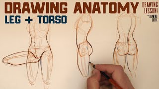 Learn Leg and Torso Anatomy (How they Connect)