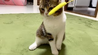 【猫】夜泣きするおっさんの世話をする猫【スコティッシュフォールド】