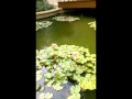 Sasural Genda Phool (Delhi-6) by Su Jo Whatsapp Status Video Download Free