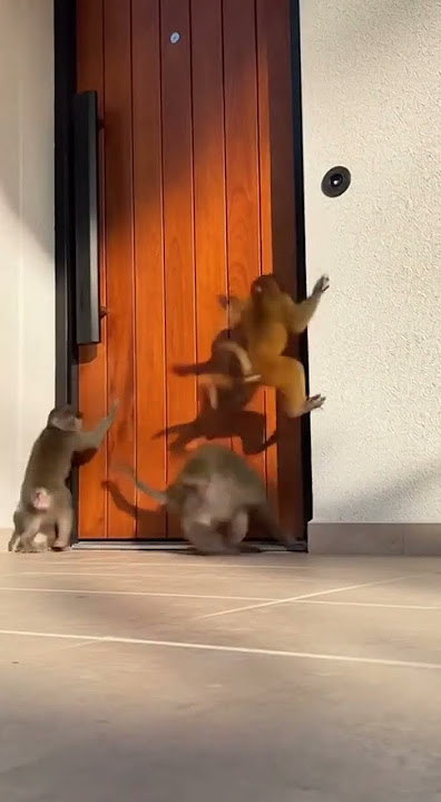 Download lagu Please open the door