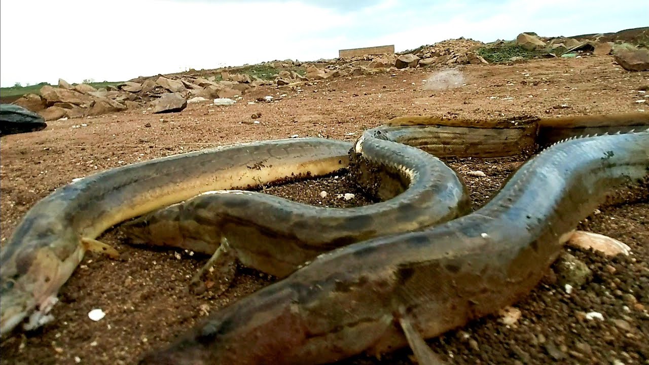 Fish hunting big baam fish catching in waiting sticks.