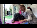Gordon setter grooming - using a rubber band comb and teaching them to lay still for hand stripping