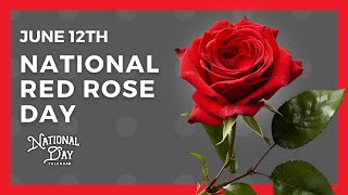 National Red Rose Day | June 12th - National Day Calendar