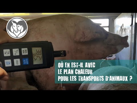 Où est le plan chaleur pour le transport d'animaux vivants ?