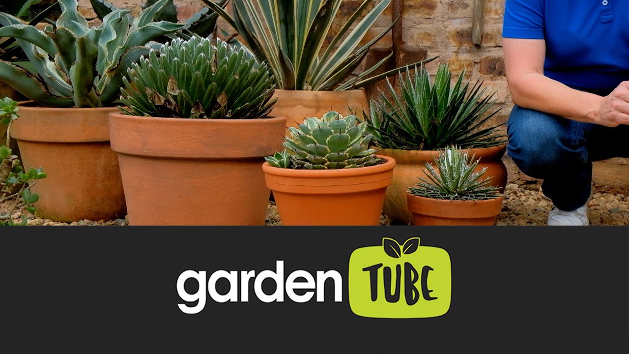 All About Agaves