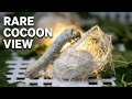 Silkworm cocoon eating का rare view | Nature के surprising life cycle को close से देखिए