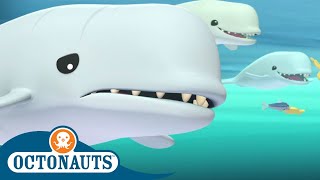 Octonauts - Dolphins Love Fish Biscuits | Cartoons for Kids | Underwater Sea Education