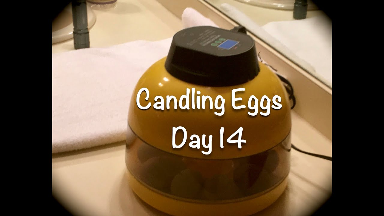 Candling Incubated Eggs-Day 14 - YouTube