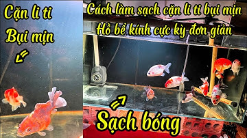 Làm Ngay Điều Này Để Hồ Cá Nhà Bạn Không Còn Cặn Li Ti Bụi Mịn Nước Siêu Trong | Nhân Vlog 1989.