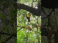 Yellow#birds #beautiful#nature