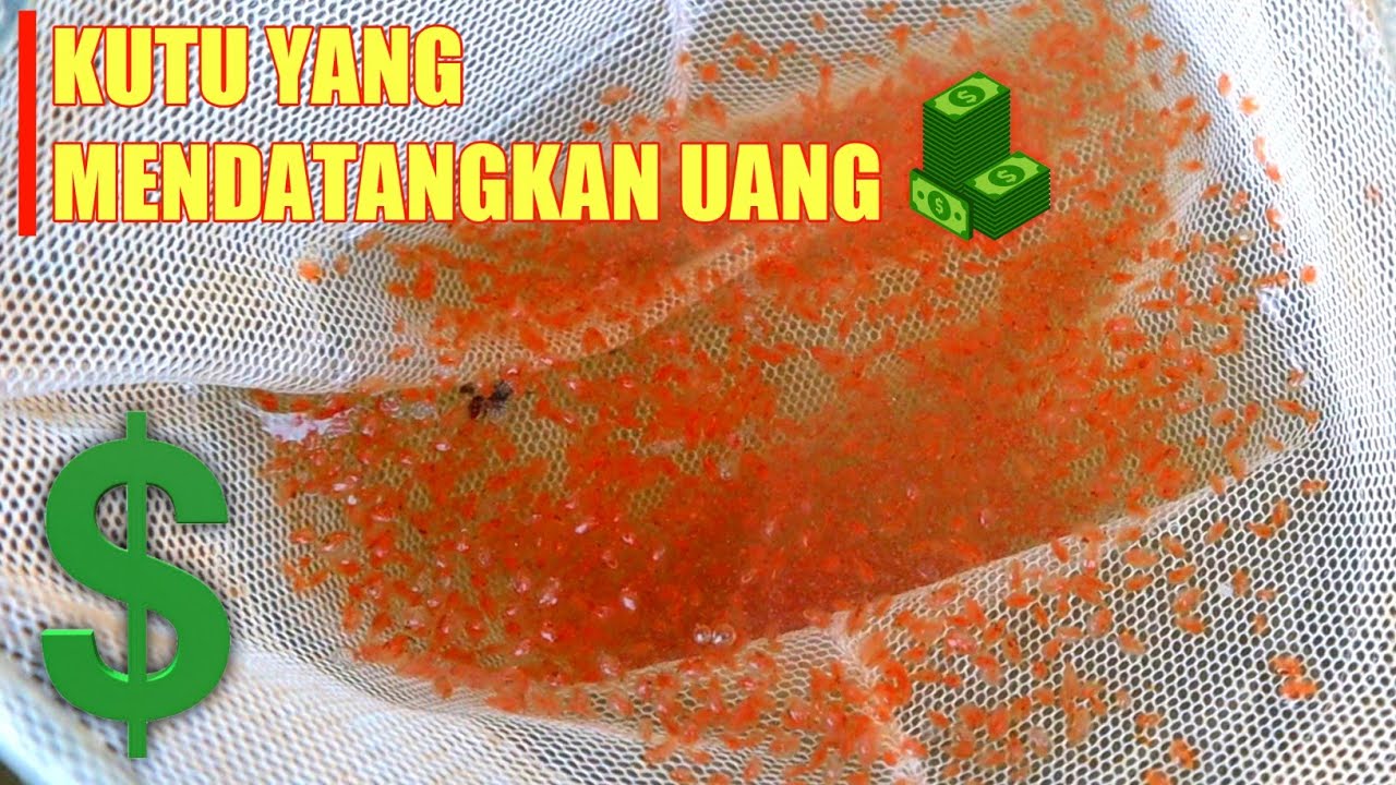Budidaya Daphnia Magna / Kutu Air Raksasa Termudah || 100% Berhasil