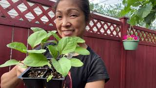 Planting Tomatoes, Eggplants, Peppers Promise Rodriguez
