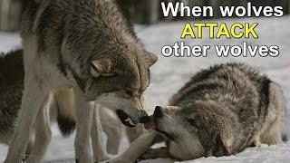 Wolves Attacking Omega Wolf