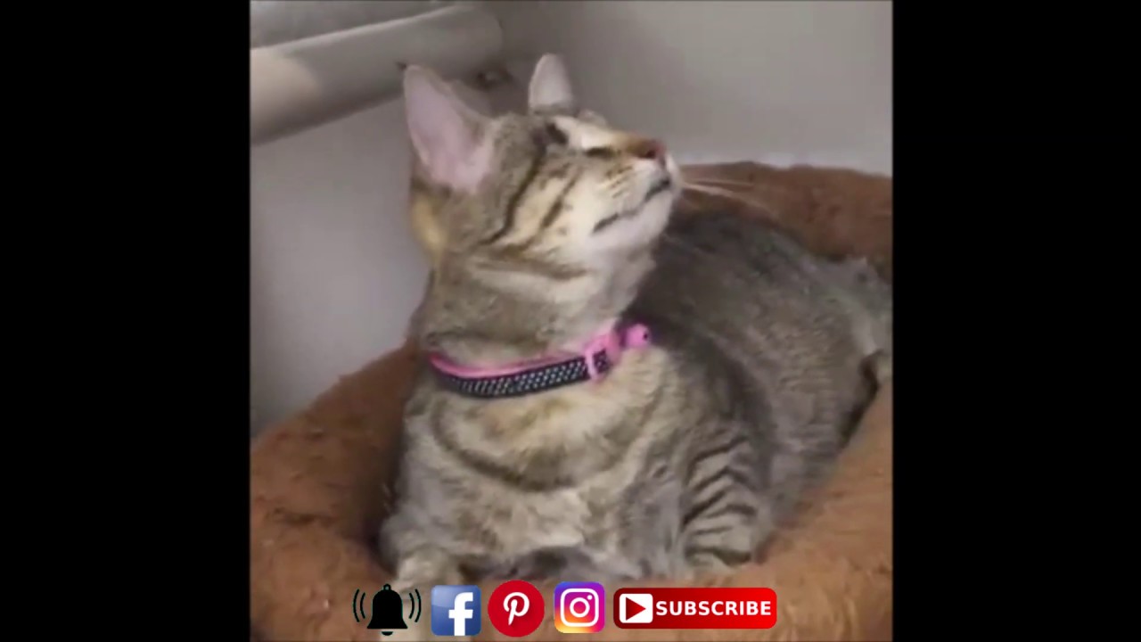 cute videos youtube [Tour Throwback] - April 2016 at Blind Cat Rescue