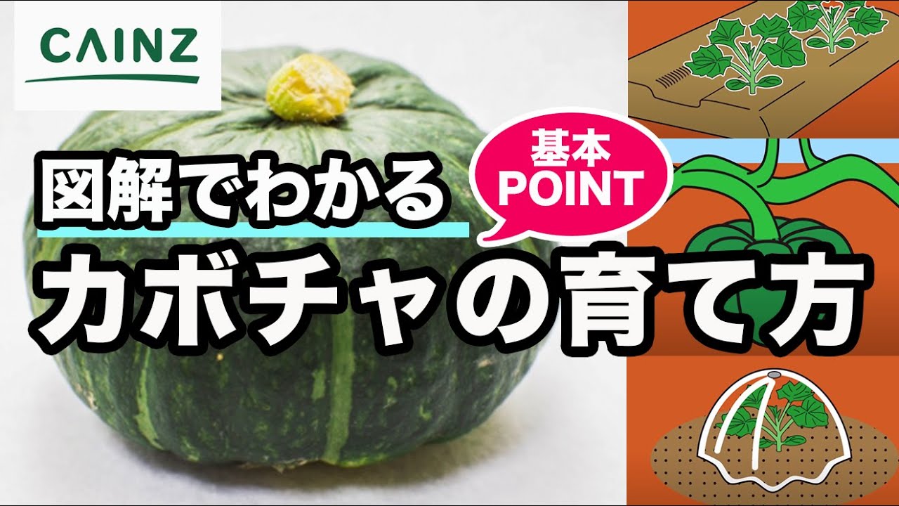 カボチャの育て方 栽培方法 失敗しないポイント カインズ野菜栽培 Youtube