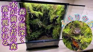 【Moss Forest Imoleum】Water gushing from moss deep in the forest is the home of newts