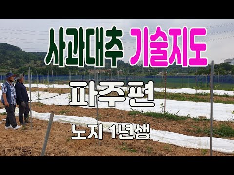 사과대추 기술지도(파주시편) - 식재 1년생 노지사과대추 1000평 재배 현장 영상