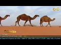 منقية الشيخ سالم ناصر سالم التيه القريني 
