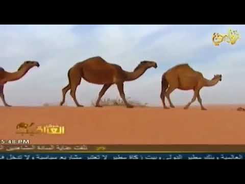 منقية الشيخ سالم ناصر سالم التيه القريني 