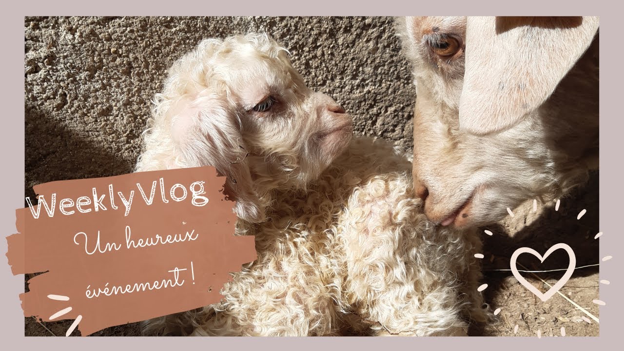 Un moment magique! Naissance de notre première chèvre angora !