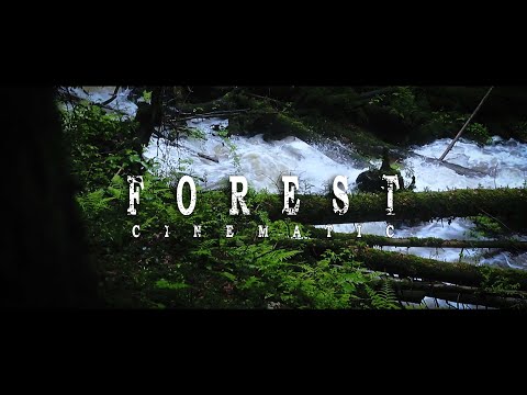 FOREST - Cinematic Film
