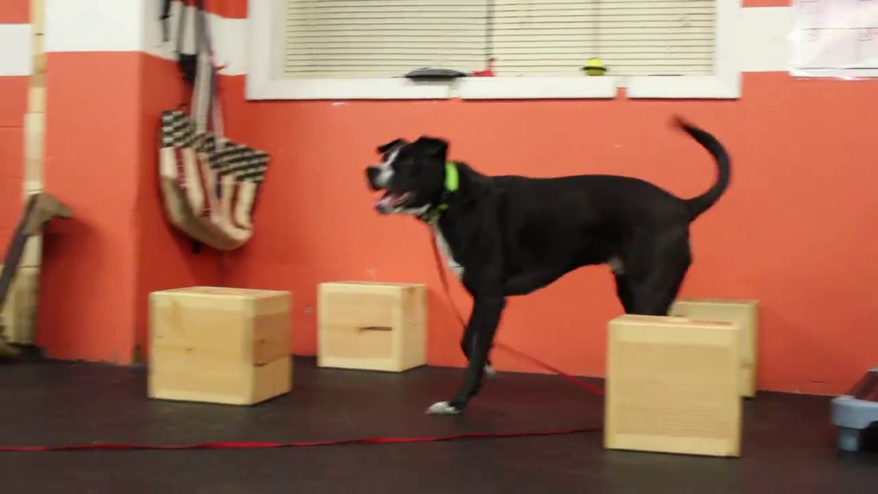 dog trainer in delhi Dog Training | Amos training on scent box work | Solid K9 Training Dog Training