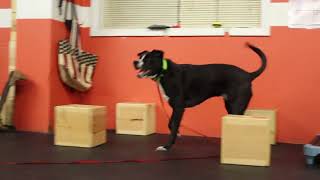 Dog Training | Amos training on scent box work | Solid K9 Training Dog Training