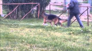 Bambi Di Casa Villani