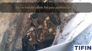 Tifin Termite Video 63