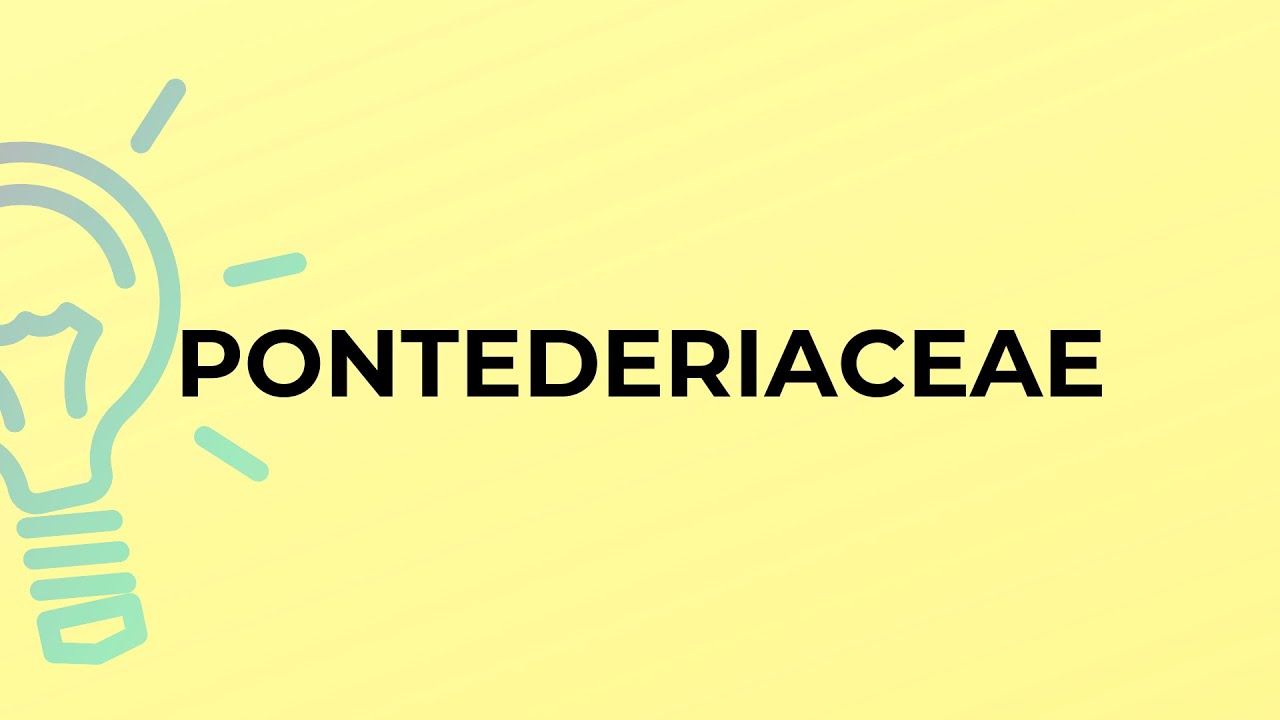 What is the meaning of the word PONTEDERIACEAE?