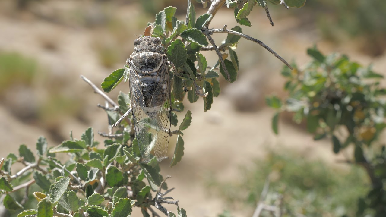 Cicadas during mating season in Palm Desert, CA YouTube