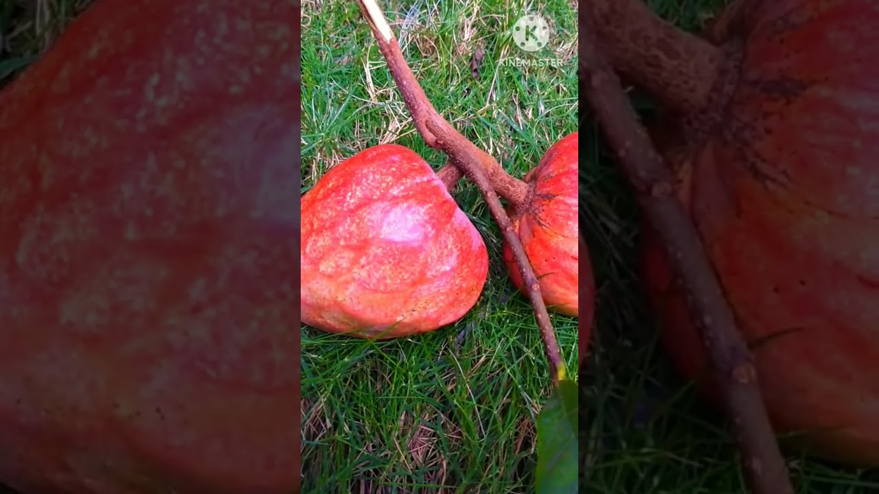 Red Custard Apple our home garden/