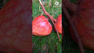 Red Custard Apple our home garden/#shorts#