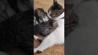 The Most Relaxing Kitten Video! Mama Cat &amp; Her Sweet Tuxedo Babies ❤️🍼