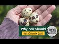 Why you should raise coturnix quail