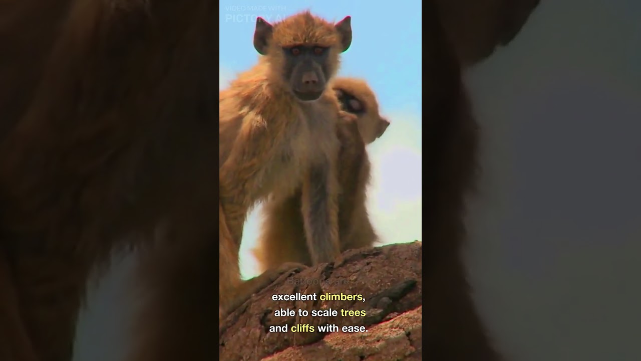 Baboons: The Complex Social Structures