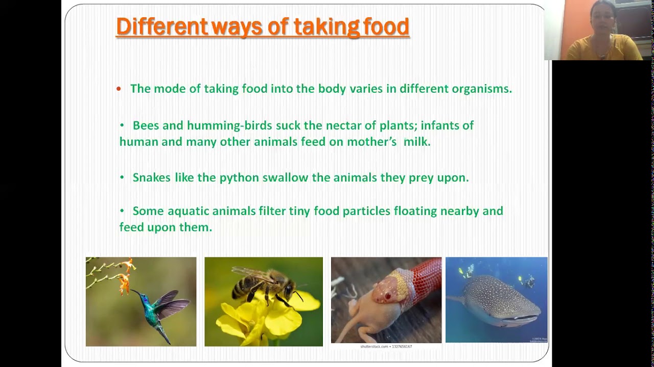Chapter 2/ Nutrition in animals/Part-1 - YouTube
