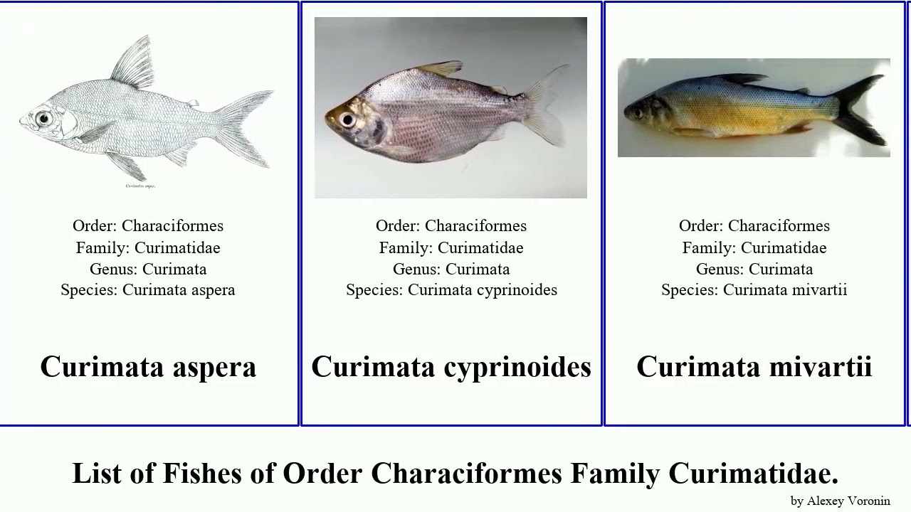 List of Fishes of Order Characiformes Family Curimatidae. aspera Curimata Cyphocharax magdalenae