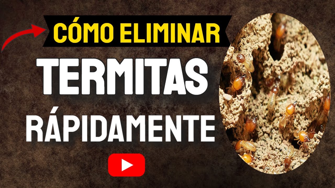 CÓMO ELIMINAR  TERMITAS RÁPIDAMENTE  👆   (Comejenes) Con MÉTODOS CASEROS ✅