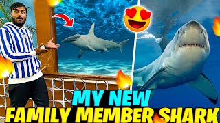 Shark 😱 My New Dengerous Family Member Shark Fish 😱