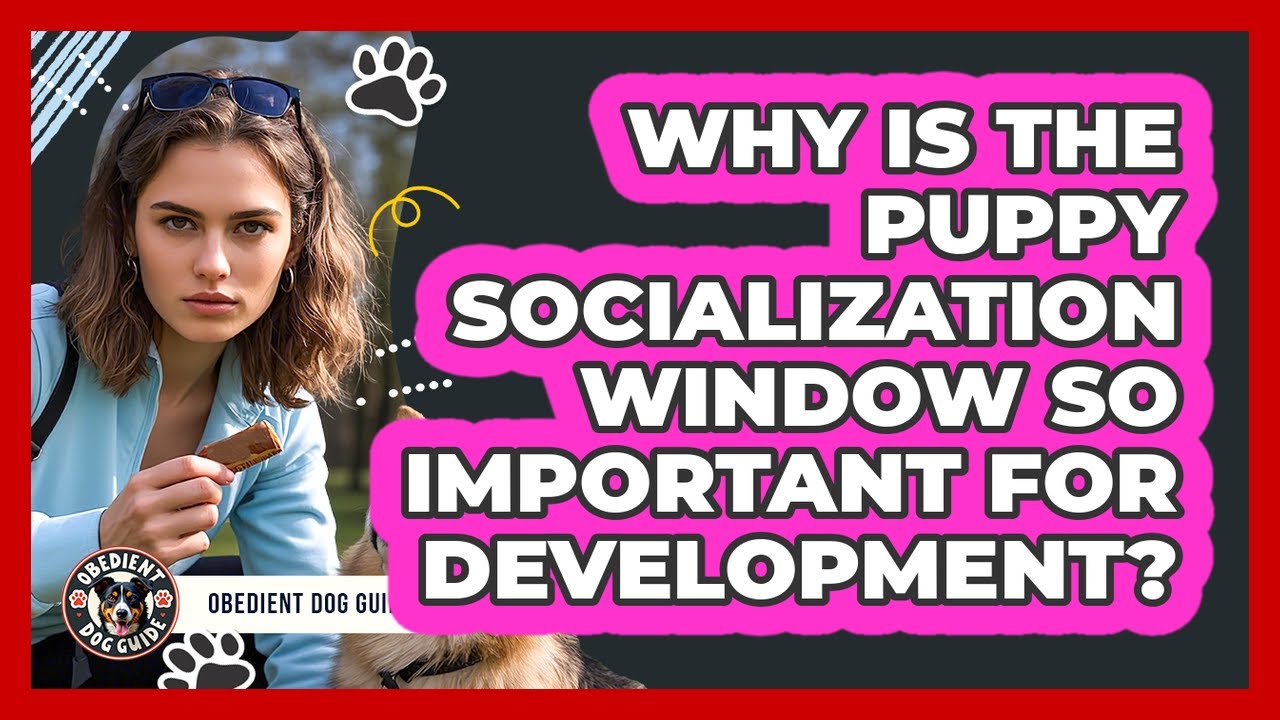 Why Is The Puppy Socialization Window So Important For Development? - Obedient Dog Guide
