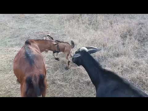 Raising Goat Kids Part 2. Post-Birth Walk. The Head Nanny is a Jealous Babysitter.