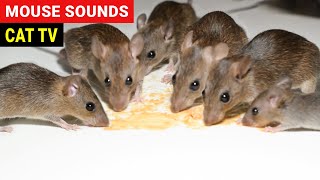 Cats Go Absolutely Crazy For Mouse Sounds