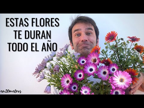 Video: Información de la planta Dimorphotheca: aprenda sobre el cultivo de plantas Dimorphotheca